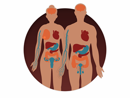 Cuerpo humano de hombre y mujer con todos sus órganos